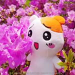 offi꽃구경